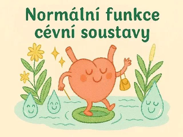 Normální funkce cévního systému